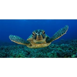 Teknős, akvárium matrica