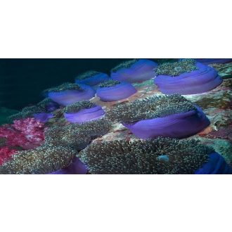 Növények, akvárium matrica