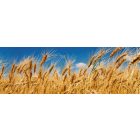 Búzamező, konyhai matrica hátfal, 180 cm