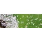 Pitypang, konyhai matrica hátfal, 180 cm