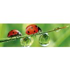 Katicabogarak, konyhai matrica hátfal, 180 cm