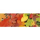 Őszi levelek, konyhai matrica hátfal, 180 cm