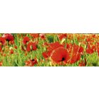 Pipacsok, konyhai matrica hátfal, 180 cm