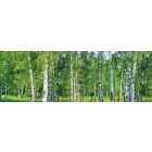 Nyírfaerdő, konyhai matrica hátfal, 180 cm