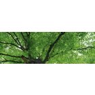 Lombkorona, konyhai matrica hátfal, 180 cm