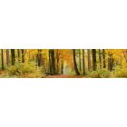 Őszi erdő, konyhai matrica hátfal, 260 cm