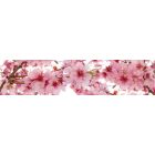 Cseresznyevirágok, konyhai matrica hátfal, 260 cm