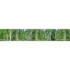 Nyírfaerdő, konyhai matrica hátfal, 350 cm
