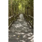 Út az erdőben, poszter tapéta 150*250 cm