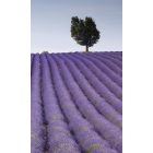 Levendulaföld, poszter tapéta 150*250 cm