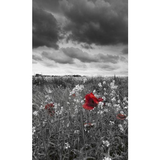 Pipacsok a réten, poszter tapéta 150*250 cm