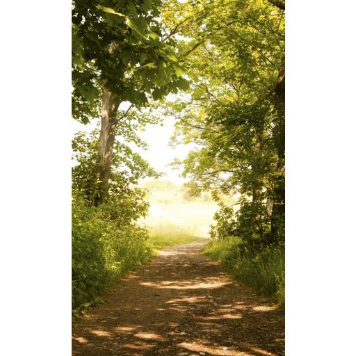 Az erdőben, poszter tapéta 150*250 cm