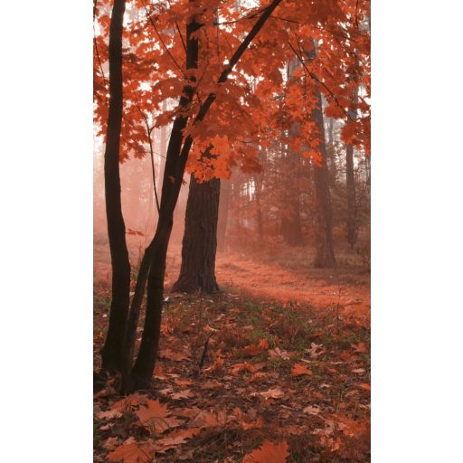 Napsütötte erdő, poszter tapéta 150*250 cm