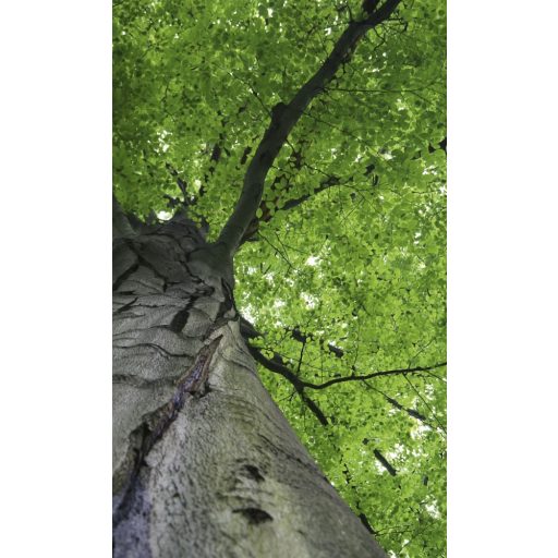 Falomb, poszter tapéta 150*250 cm