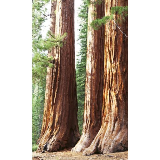 Óriás fák törzse, poszter tapéta 150*250 cm