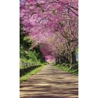 Séta a fák alatt, poszter tapéta 150*250 cm