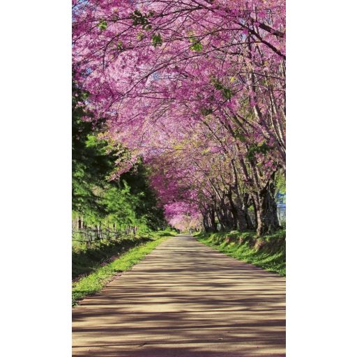 Séta a fák alatt, poszter tapéta 150*250 cm