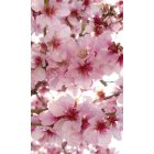 Cseresznyefa, poszter tapéta 150*250 cm