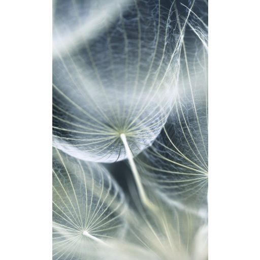 Közeli pitypang, poszter tapéta 150*250 cm