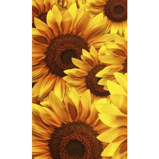 Napraforgó virágok, poszter tapéta 150*250 cm