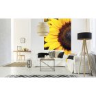 Napraforgó virágok közelről, poszter tapéta 150*250 cm