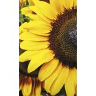 Napraforgó virágok közelről, poszter tapéta 150*250 cm