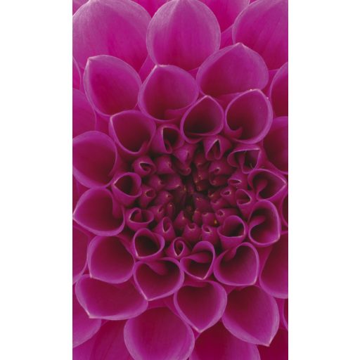 Rózsaszín virág közepe, poszter tapéta 150*250 cm