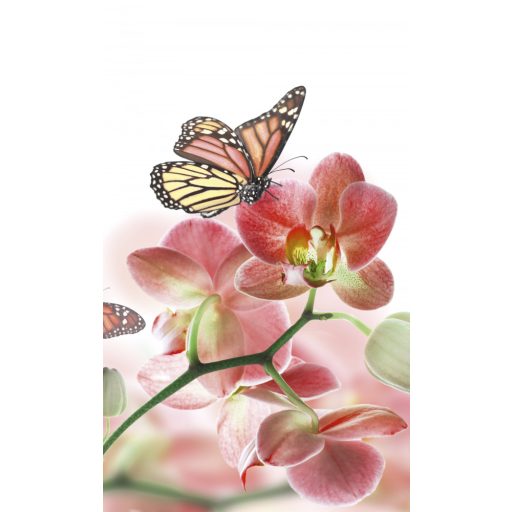 Pillangók a virágon, poszter tapéta 150*250 cm