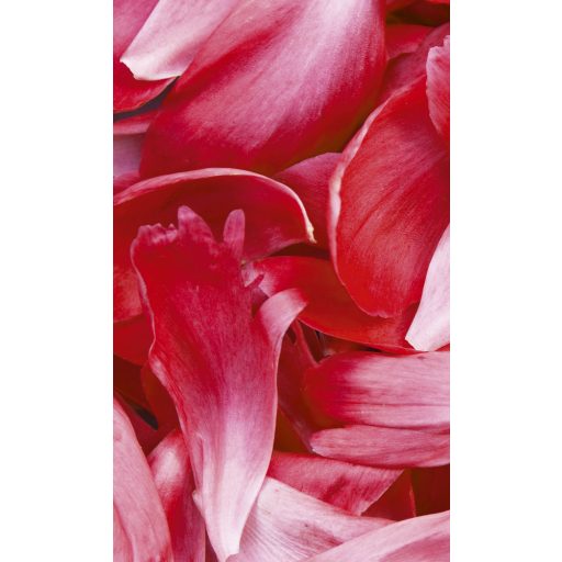 Virágszirmok, poszter tapéta 150*250 cm