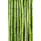 Zöld növény, poszter tapéta 150*250 cm