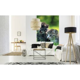 Kölyök cicák, poszter tapéta 150*250 cm
