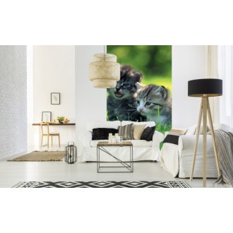 Kölyök cicák, poszter tapéta 150*250 cm