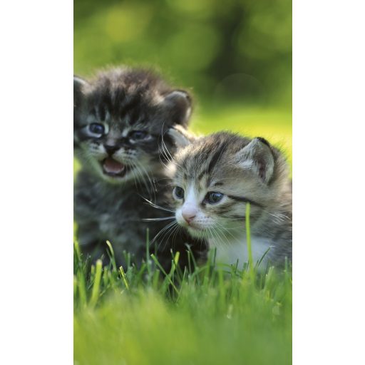 Kölyök cicák, poszter tapéta 150*250 cm