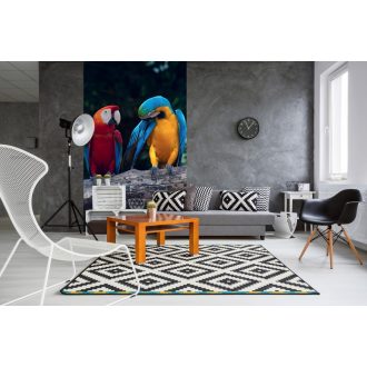 Papagájok, poszter tapéta 150*250 cm