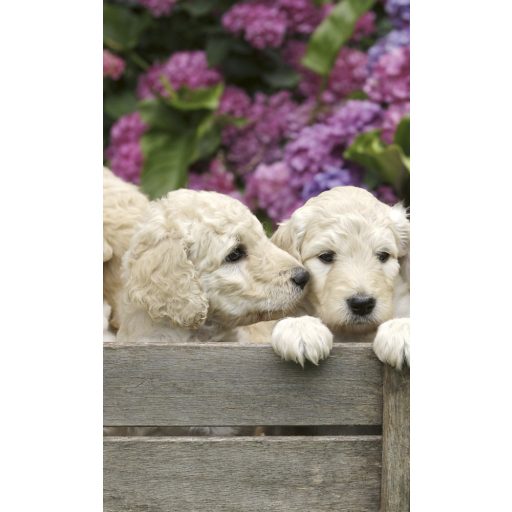 Kiskutyák dobozban, poszter tapéta 150*250 cm