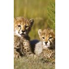 Tigris kölykök, poszter tapéta 150*250 cm
