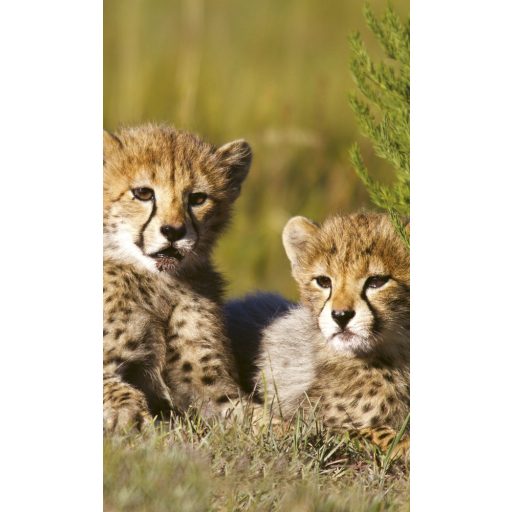 Tigris kölykök, poszter tapéta 150*250 cm