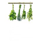 Lógó növények, poszter tapéta 150*250 cm