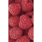 Málna, poszter tapéta 150*250 cm