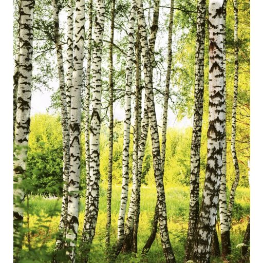 Fatörzsek, poszter tapéta 225*250 cm