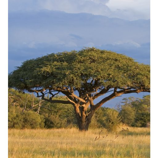 Fa széles lombbal, poszter tapéta 225*250 cm
