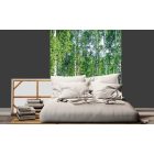 Fehér törzsű fák, poszter tapéta 225*250 cm