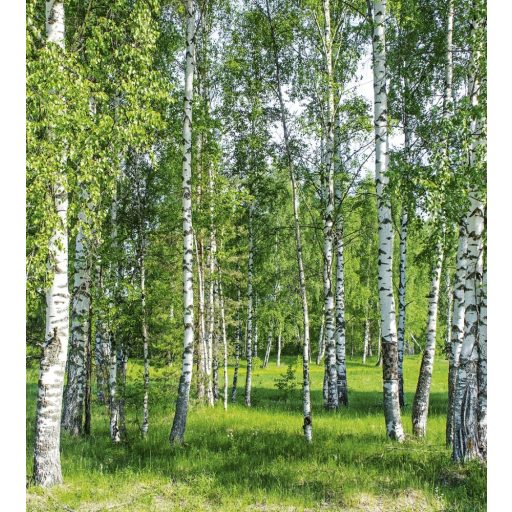 Fehér törzsű fák, poszter tapéta 225*250 cm