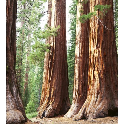 Óriás fák törzse, poszter tapéta 225*250 cm