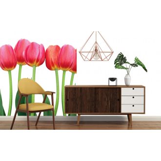 Tulipánszálak, poszter tapéta 225*250 cm