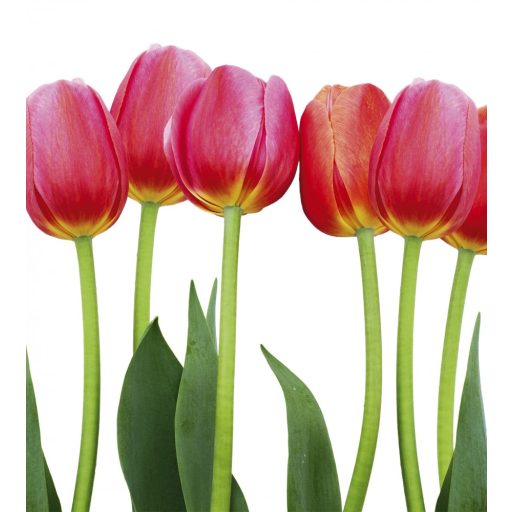 Tulipánszálak, poszter tapéta 225*250 cm