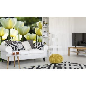 Fehér tulipánok, poszter tapéta 225*250 cm