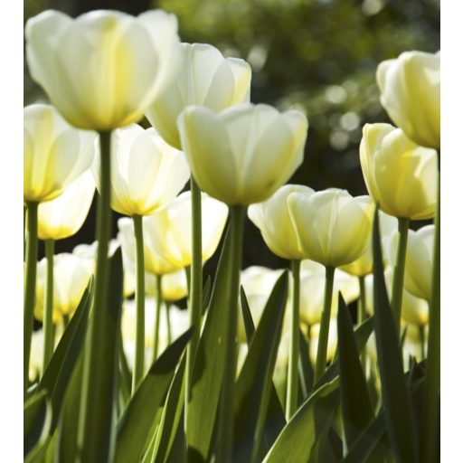 Fehér tulipánok, poszter tapéta 225*250 cm