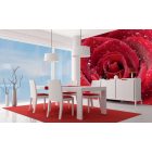 Vízes vörös rózsa, poszter tapéta 225*250 cm