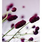 Lila virágszálak, poszter tapéta 225*250 cm